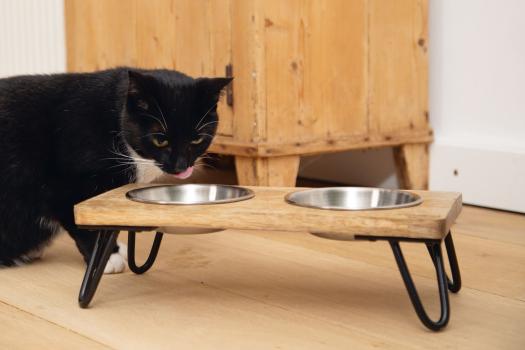 Designed by Lotte Futterbar Linga aus Echtholz für Katzen und kleine Hunde z.B. Chihuahua, Futterstation, Doppelnapf
